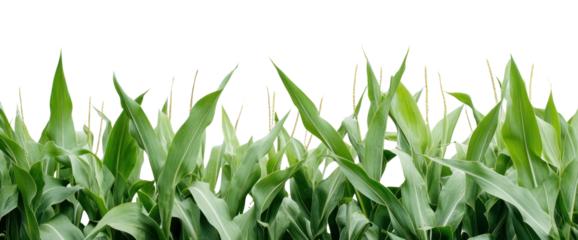 PNG Corn maize border background plants leaves.