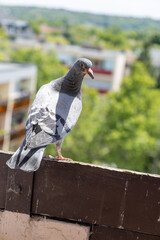 Pigeon standing on balcony railing in residential area
