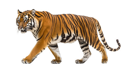 Fototapeta premium A majestic tiger walking cautiously with its muscles rippling,Transparent background, PNG file