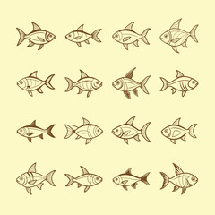 aquarium fish cardinal-tetra line art illustration