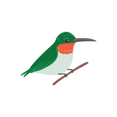 vector drawing bird, ruby-throated hummingbird , hand drawn Archilochus colubris, isolated nature design element