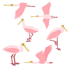 Obraz premium vector drawing birds, roseate spoonbill, hand drawn Platalea ajaja, isolated nature design element