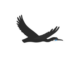 Fototapeta premium vector drawing bird, Brandt's cormorant, hand drawn Urile penicillatus, isolated nature design element