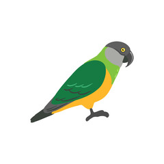 vector drawing bird, hand drawn senegal parrot, isolated nature design element