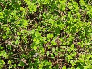 Green leaves of the shrub in the garden. Plant name is Cornus sanguinea.
