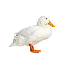 Obraz premium A pretty white domestic goose with an orange beak is isolated against a natural background