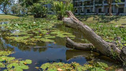 A picturesque pond in a tropical park. A monitor lizard swims through calm water. Leaves, flowers of water lilies on the surface. An old weathered snag in the foreground. Palm trees, a hotel building
