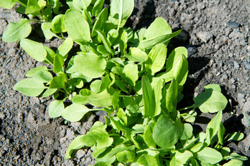 Young green leaves of sorrel in the garden. Sorrel shoots in a vegetable garden.