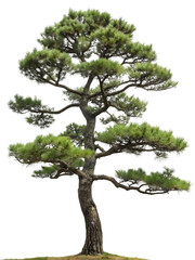 Fototapeta premium Beautiful Isolated Pine Tree with Transparent Background for Design