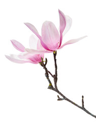 Obraz premium Magnolia liliiflora flower on branch with leaves, Lily magnolia flower isolated on white background with clipping path