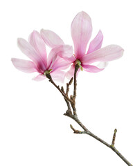 Obraz premium Magnolia liliiflora flower on branch with leaves, Lily magnolia flower isolated on white background with clipping path