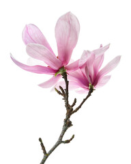 Magnolia liliiflora flower on branch with leaves, Lily magnolia flower isolated on white background with clipping path