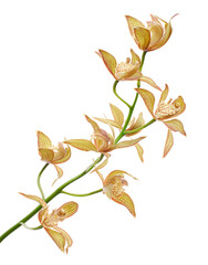 Cymbidium tracyanum orchid plant, Tracy's cymbidium, Large yellow orchid, isolated on white...