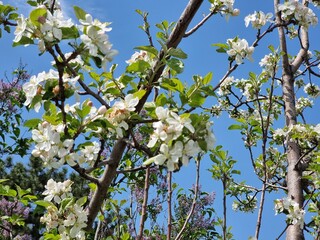 White flowers on tree in the garden. Apple tree in spring.
