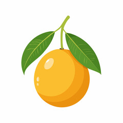 Single Ripe Apricot with Leaves