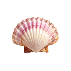 Jakobsmuschel am sommerlichen Strand, ein Natur-Dekor-Gegenstand, isoliert mit der Beschaffenheit des Ozeans