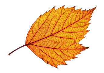 Fototapeta premium Autumn Leaf Isolated on White Background