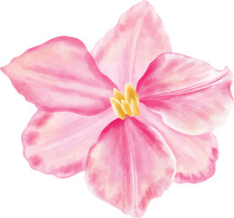 pink lily flower hand drawn