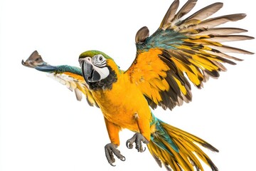 Obraz premium A vibrant yellow and blue macaw in flight against a white background.