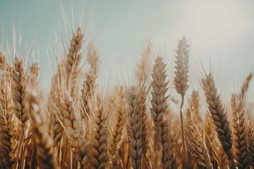 Fototapeta premium Close-up view of golden wheat stalks against a pale sky.