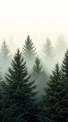 Fototapeta premium Misty Evergreen Forest, Foggy Conifers, Nature Photography, Pine Trees, Winter Landscape Forest, Nature
