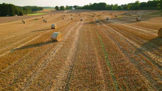 Close-up of harvested field showing the texture of hay bales and the neat rows in the late afternoon sunlight.