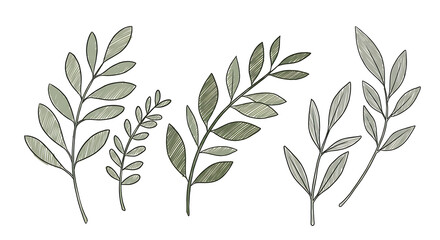 Fototapeta premium Elegant Hand Drawn Greenery Set of Five Botanical Illustrations Sage Green Leaves Nature Design