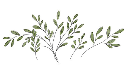 Elegant Greenery Hand Drawn Botanical Illustration of Olive Branches and Leaves