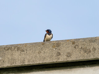 堤防に止まるツバメ