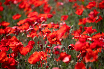 Poppie field in sunny day