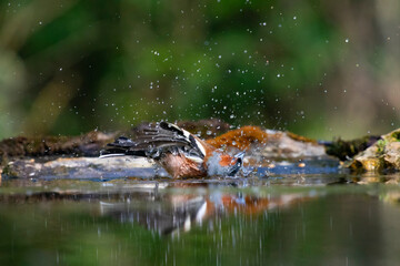 Beautiful songbird Common chaffinch in wildlife.