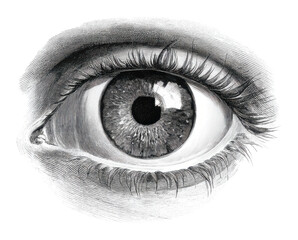 Fototapeta premium PNG Human eye drawing illustration sketch.