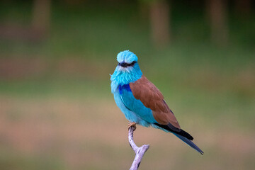 European roller (Coracias garrulus) bird.
