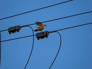 幼虫を捕まえたイソヒヨドリ