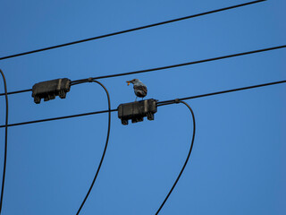 幼虫を捕まえたイソヒヨドリ