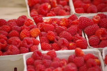 Bunch of red raspberries are piled in a white container