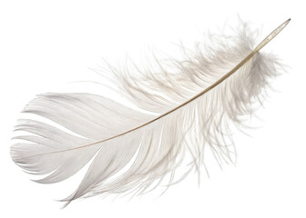Obraz premium Feather Isolated on a transparent background.