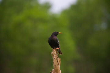 Common starling or European starling