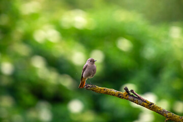 The black redstart - Phoenicurus ochruros
