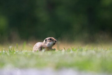 Funny ground squirrel