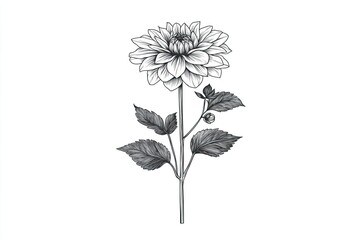 Detailed line drawing of a dahlia flower and leaves.