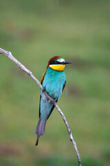 Fototapeta premium European bee eater, Merops apiaster. Common bee-eater. Close-up