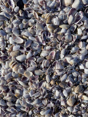 Natural mosaic of shells on wet sand by the sea