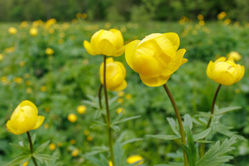 Trollius europaeus yellow globeflowers blooming in summer