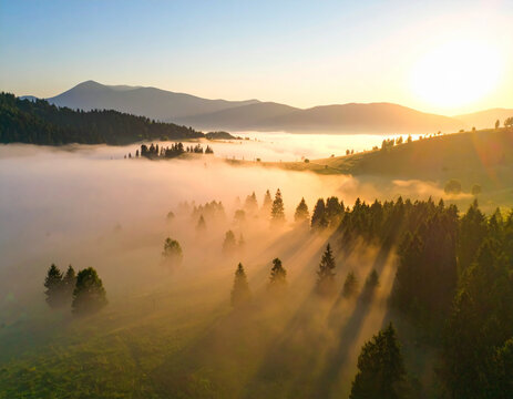 Sunrise over misty mountain forest with long shadows
