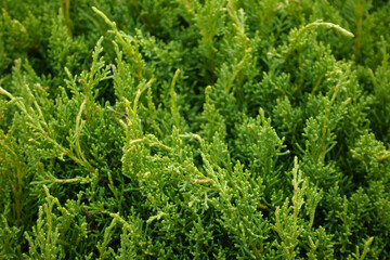 Close up of thuja occidentalis shrub leaves background  © Victoruler
