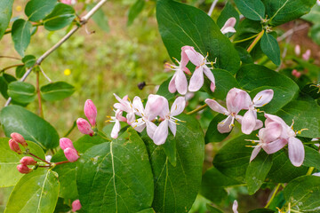Lonicera tatarica shrub blooming in spring
