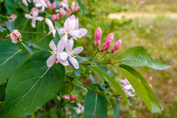 Lonicera tatarica shrub blooming in spring