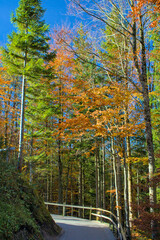 A winding trail curves through vibrant autumn trees. Golden leaves shimmer under the crisp, blue sky. Tall evergreens mix with bare trunks in quiet contrast.