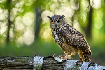 Eurasian eagle owl ( Bubo bubo ) close up